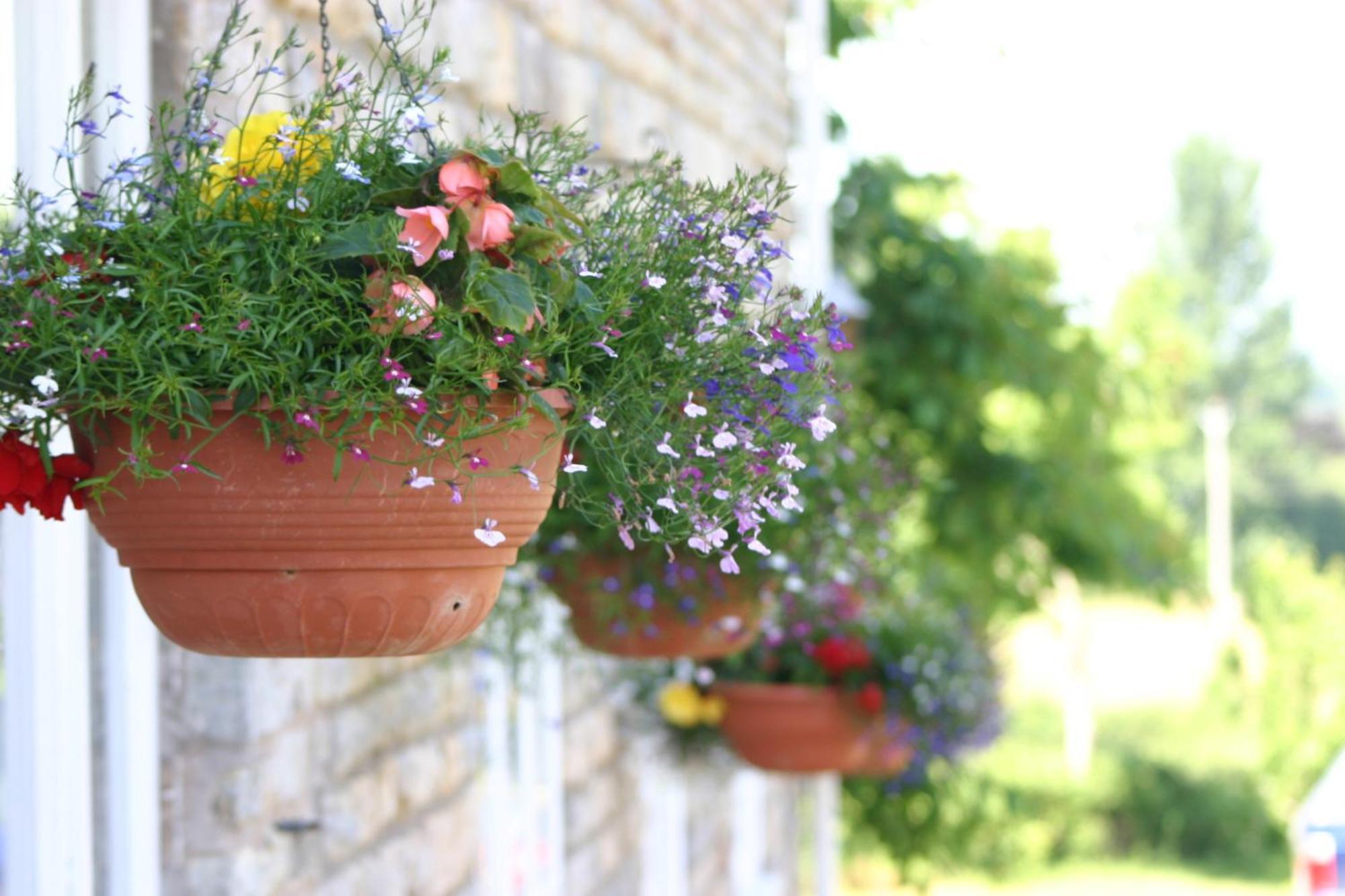 Crossways Hotell Wells Eksteriør bilde Flower pots